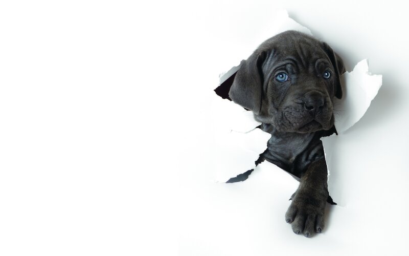 puppy peeking through torn paper