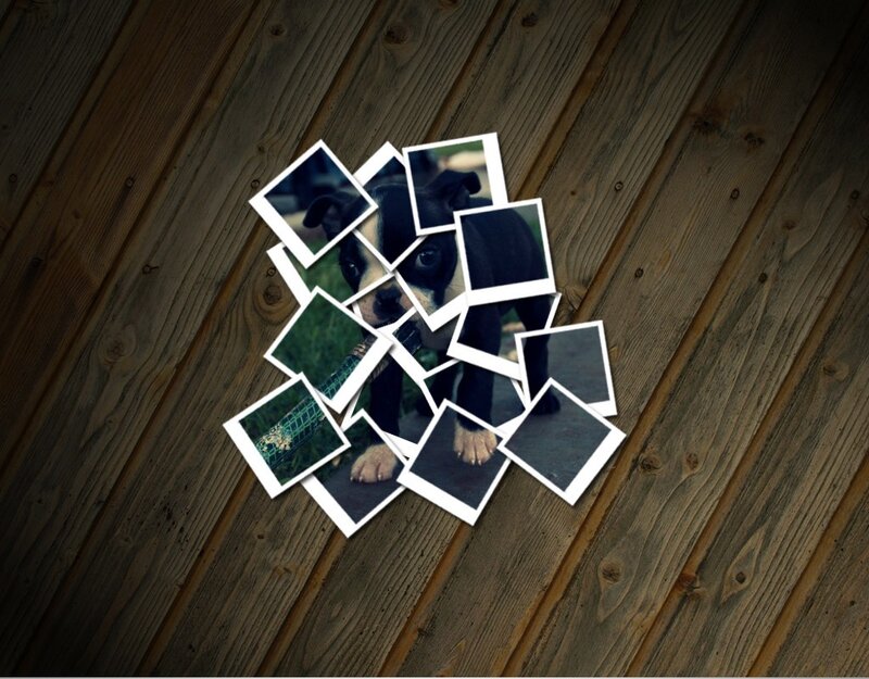 puppy photos on wood