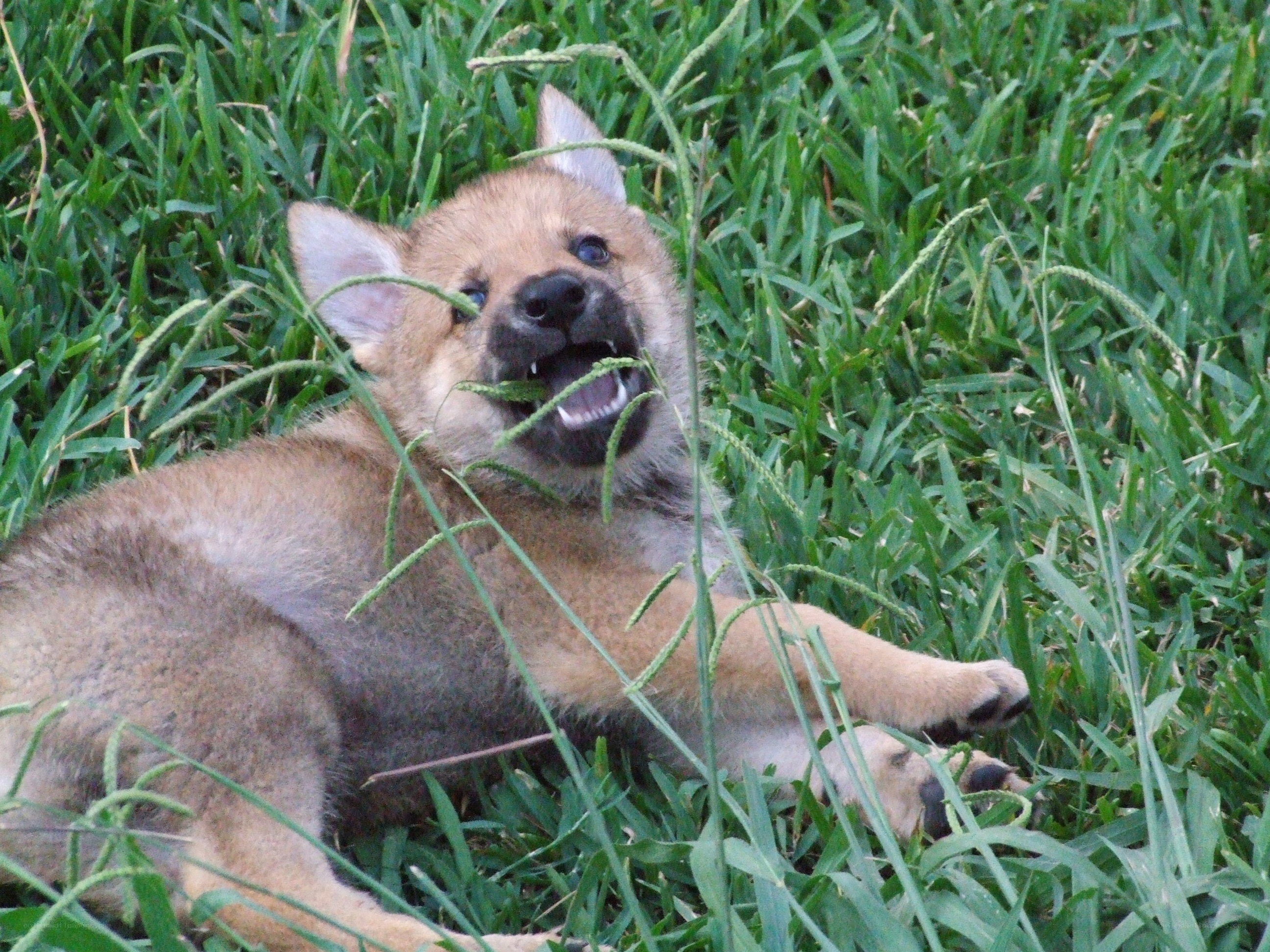 puppy playing in grass