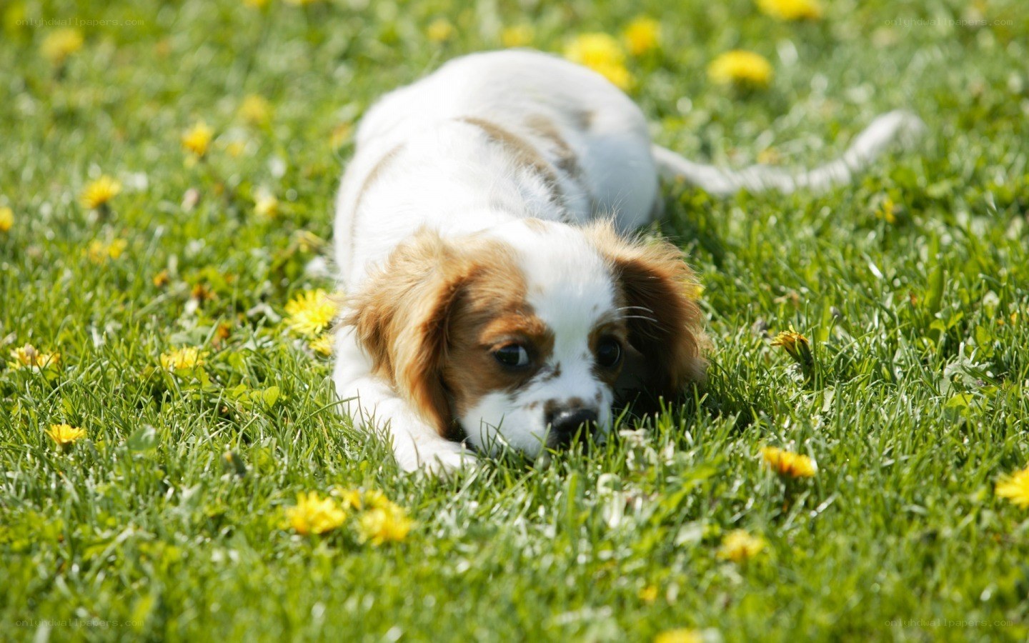 puppy playing in grass