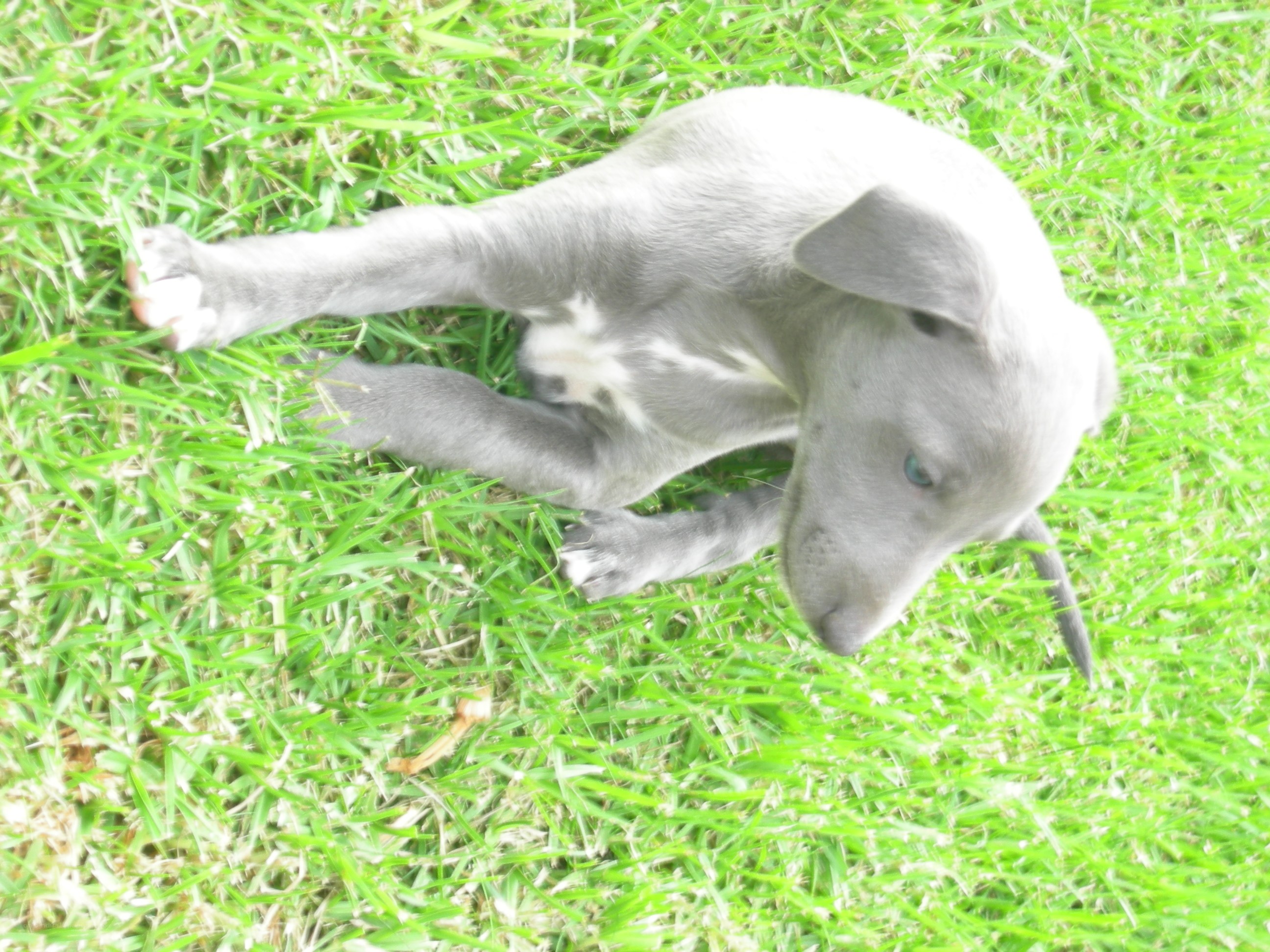 puppy playing in grass