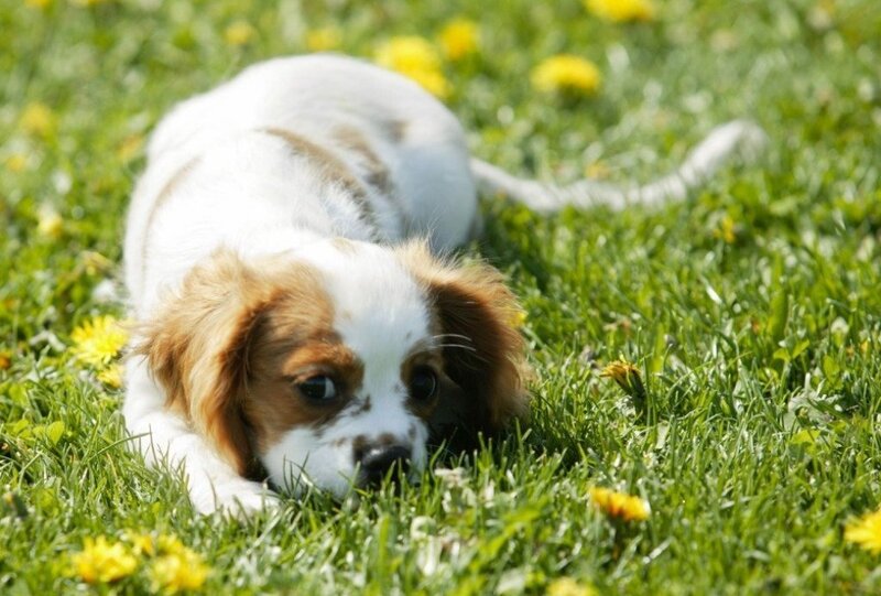 puppy playing in grass