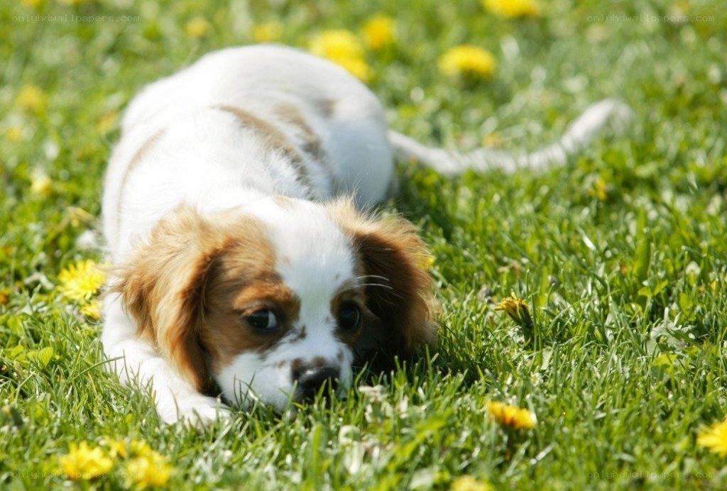 puppy playing in grass