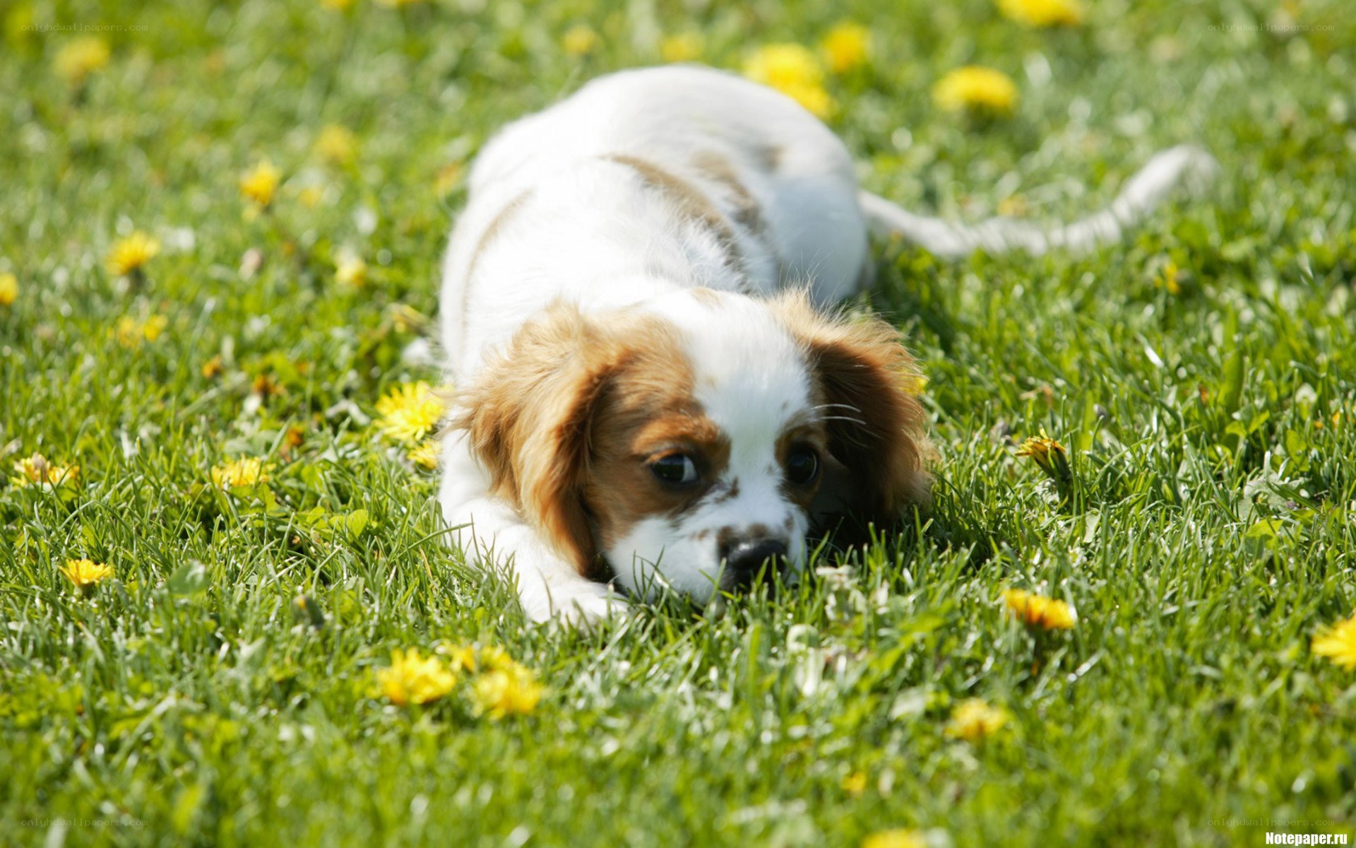 puppy playing in grass