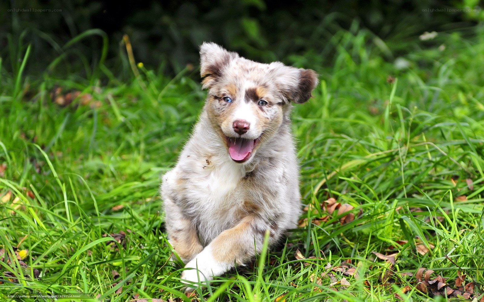 puppy playing in grass