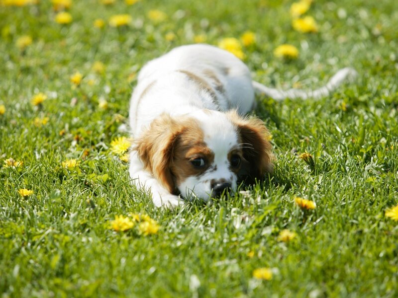 puppy playing in grass