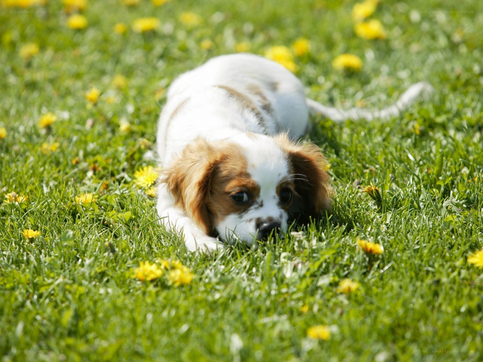 puppy playing in grass