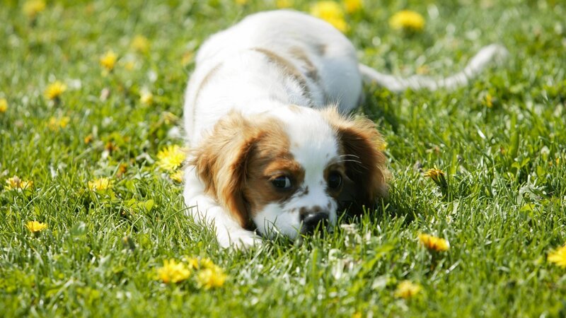 puppy playing in grass