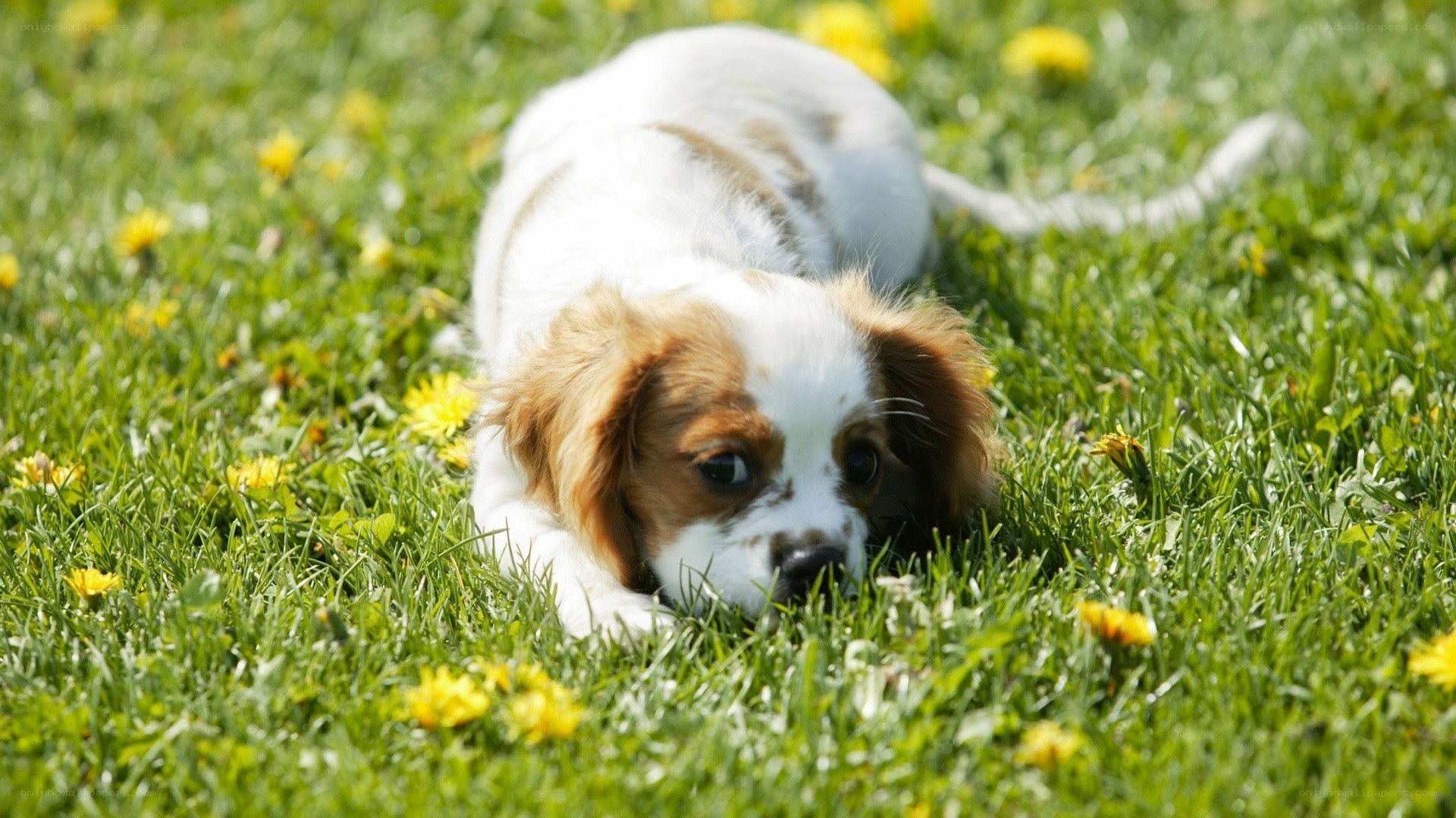 puppy playing in grass
