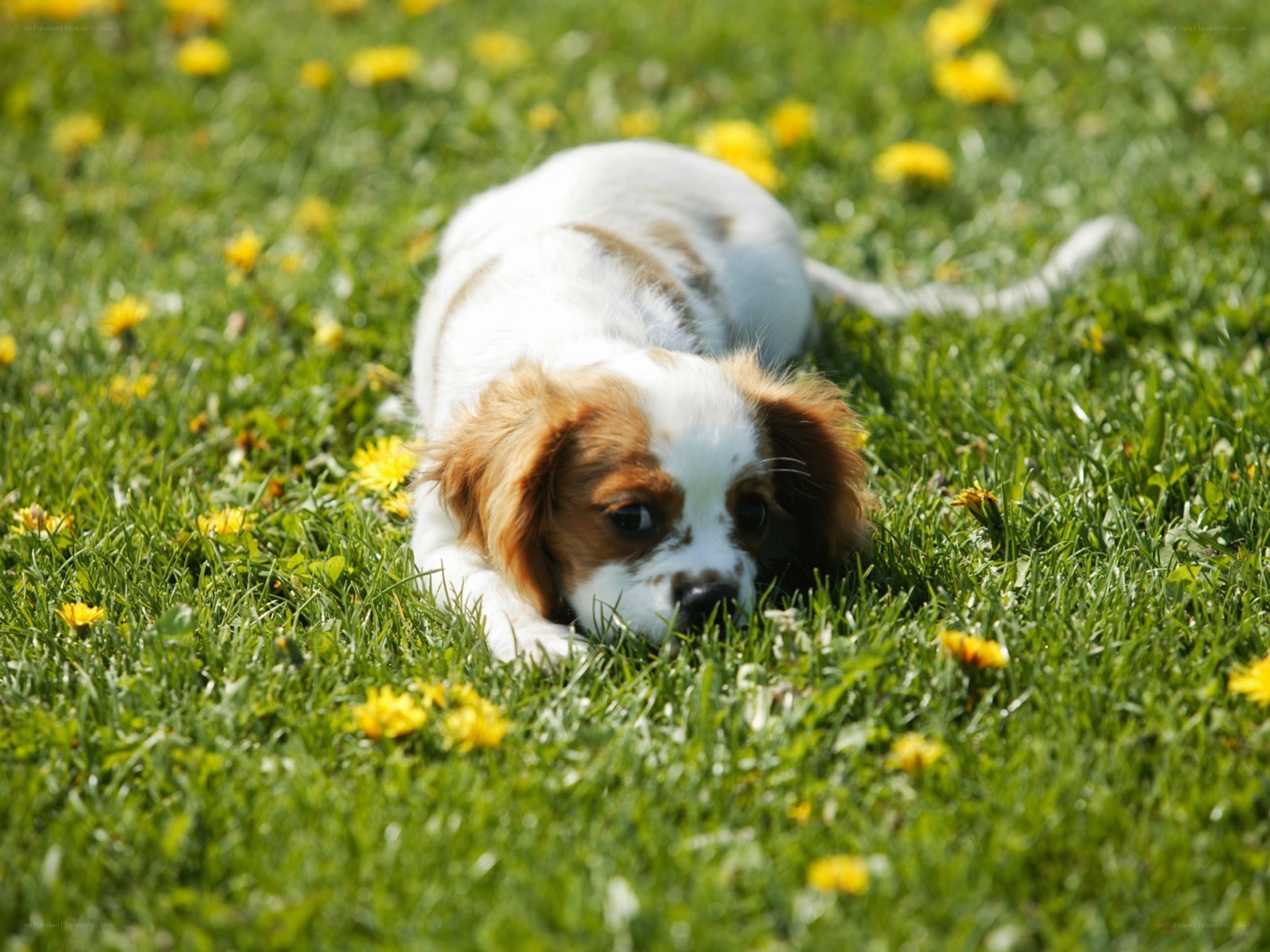 Puppy playing in grass
