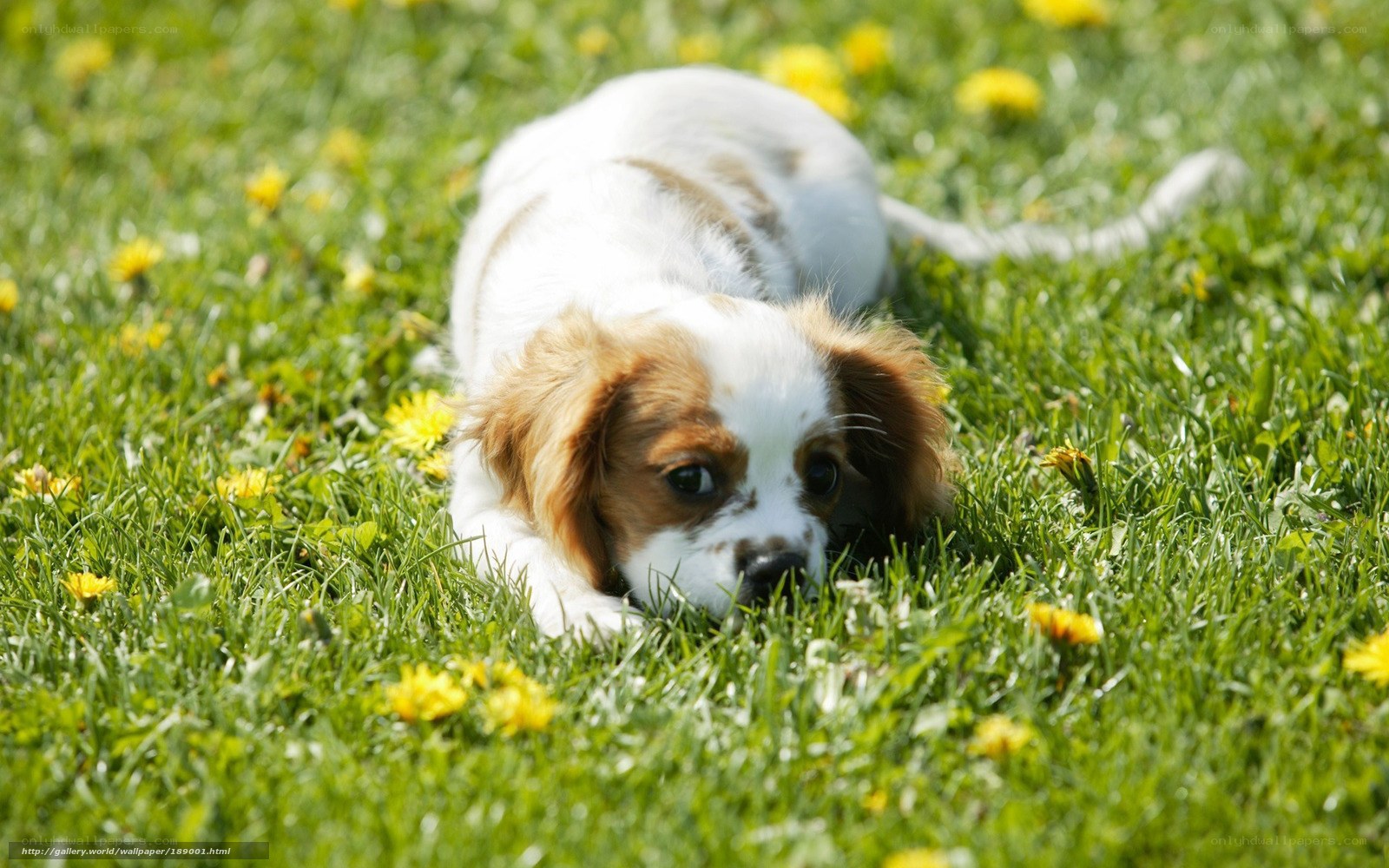 puppy playing in grass