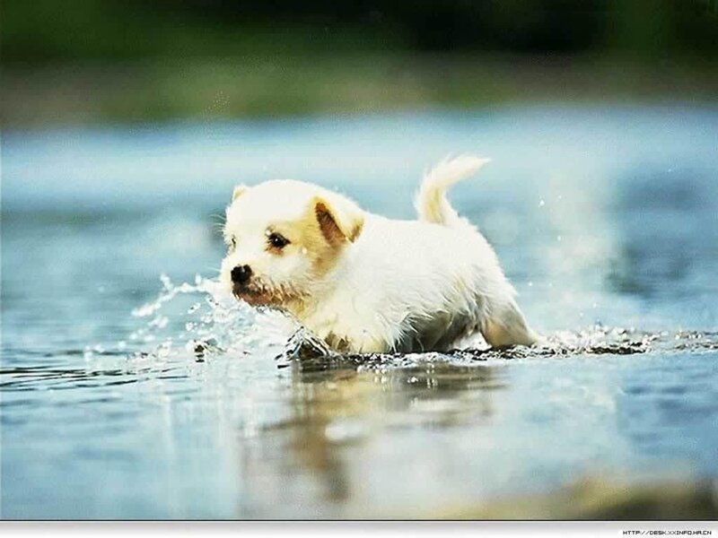 puppy playing in water