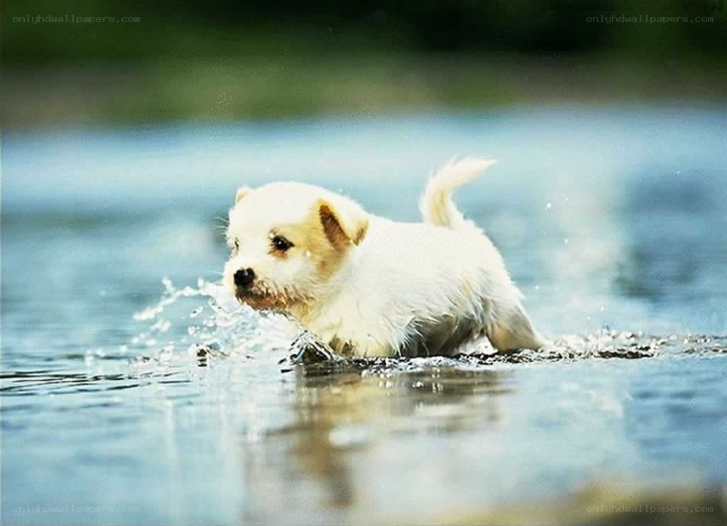 puppy playing in water