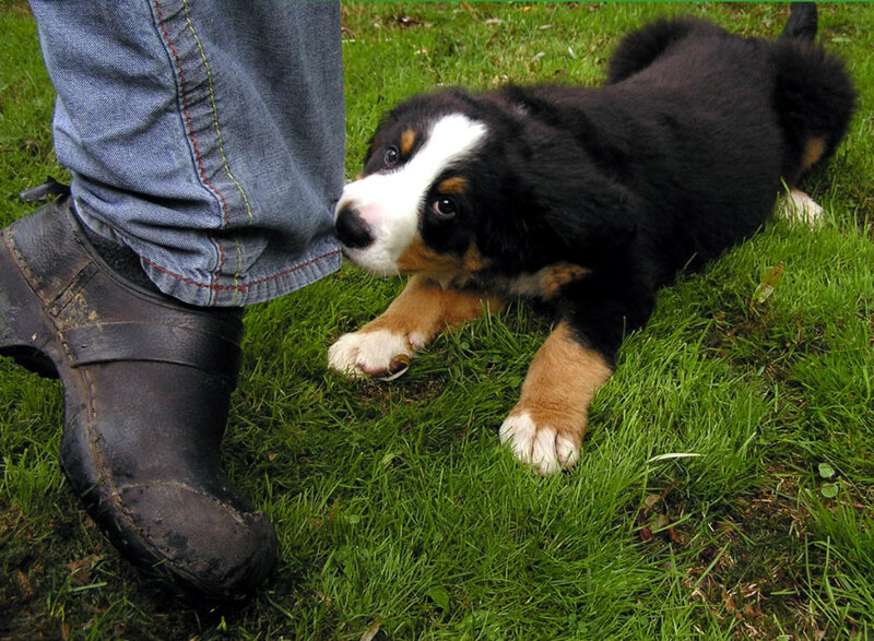 puppy playing on grass