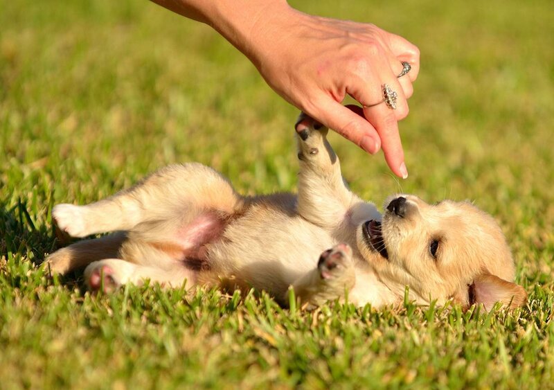 Puppy Playing on Grass — Green