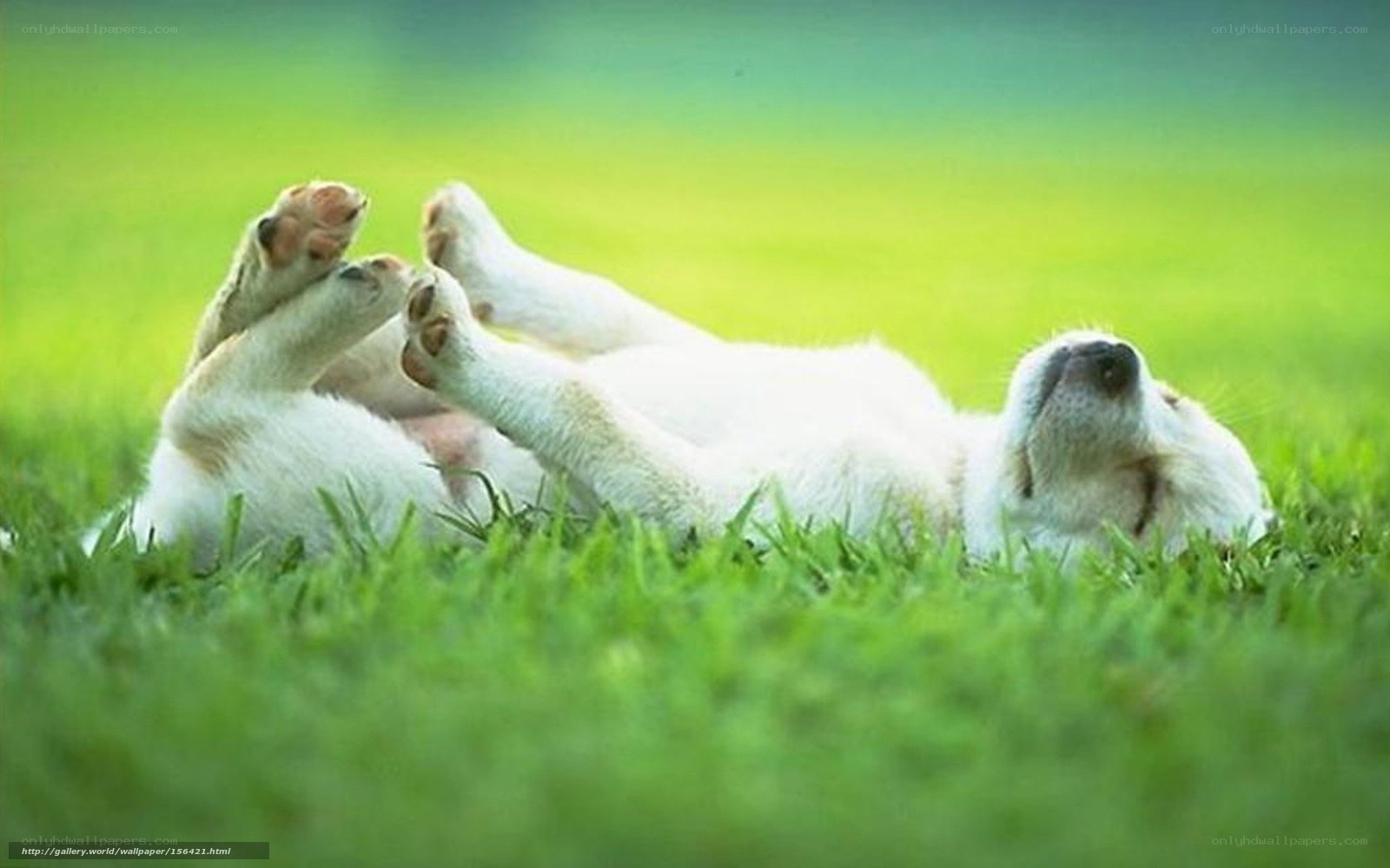 puppy playing on grass