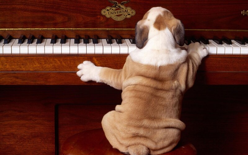 puppy playing piano