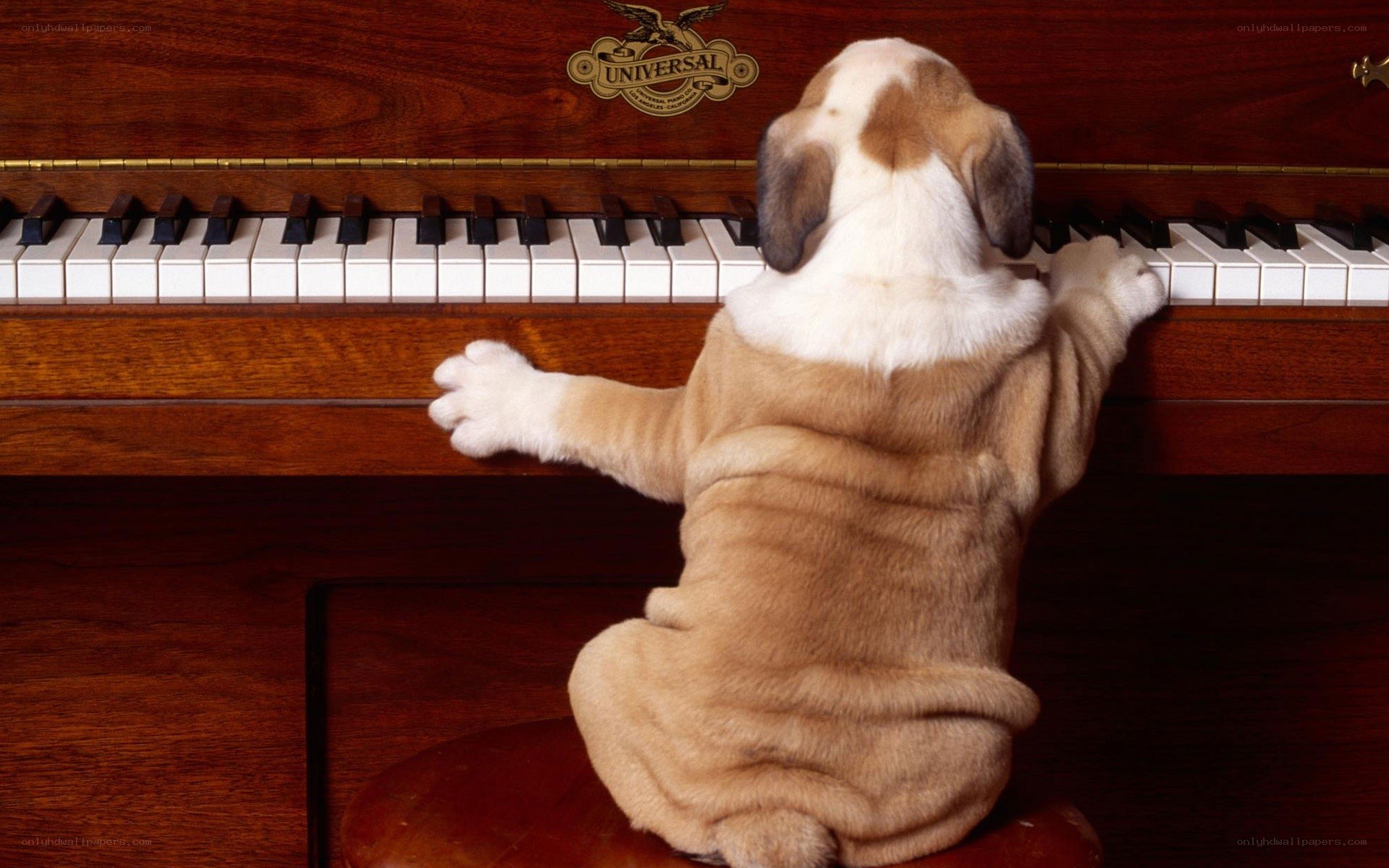 puppy playing piano