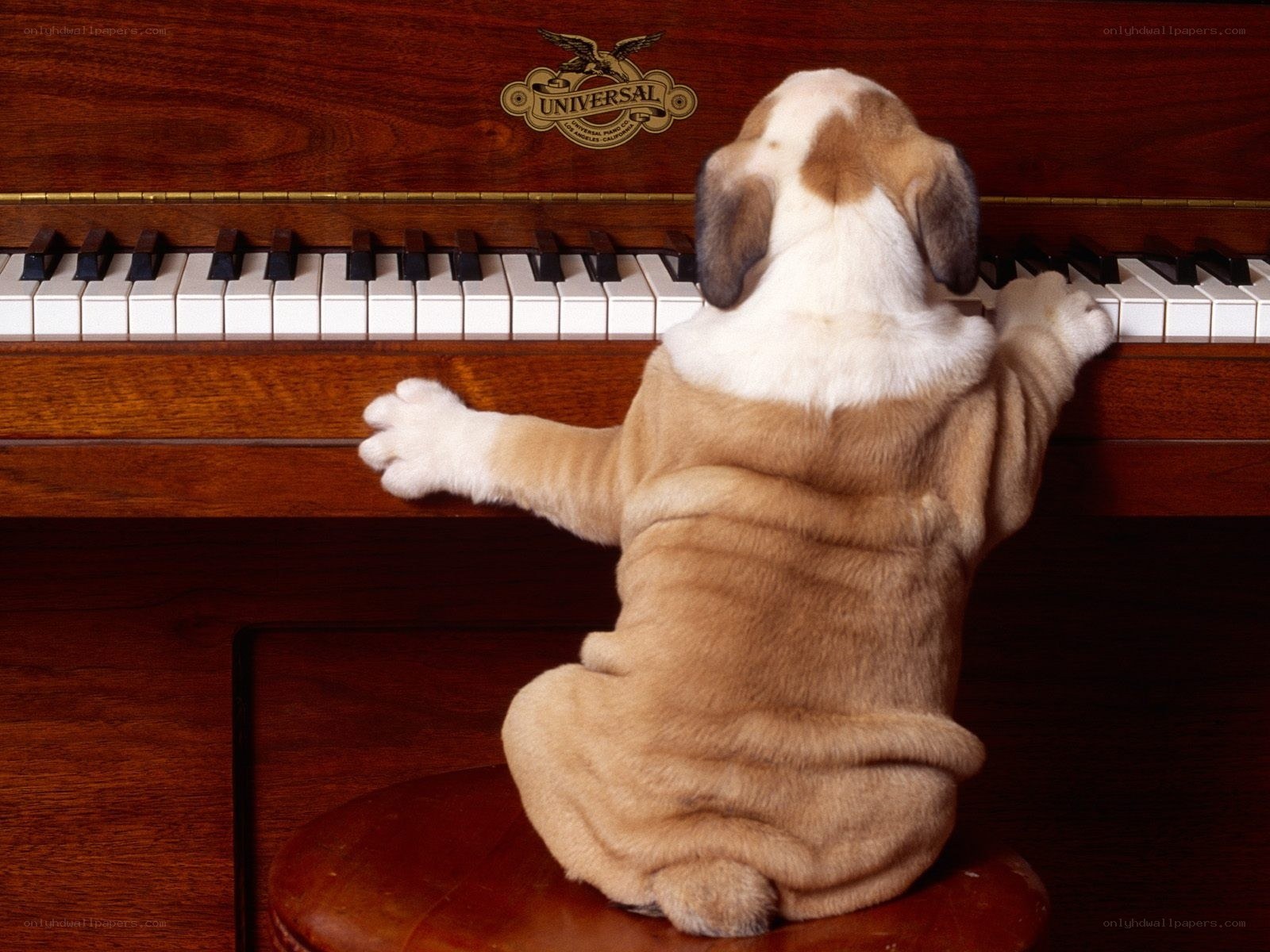 puppy playing piano
