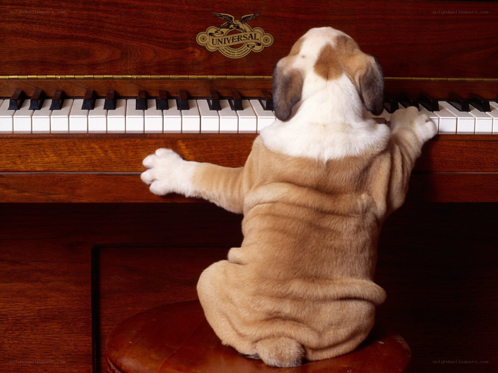 puppy playing piano