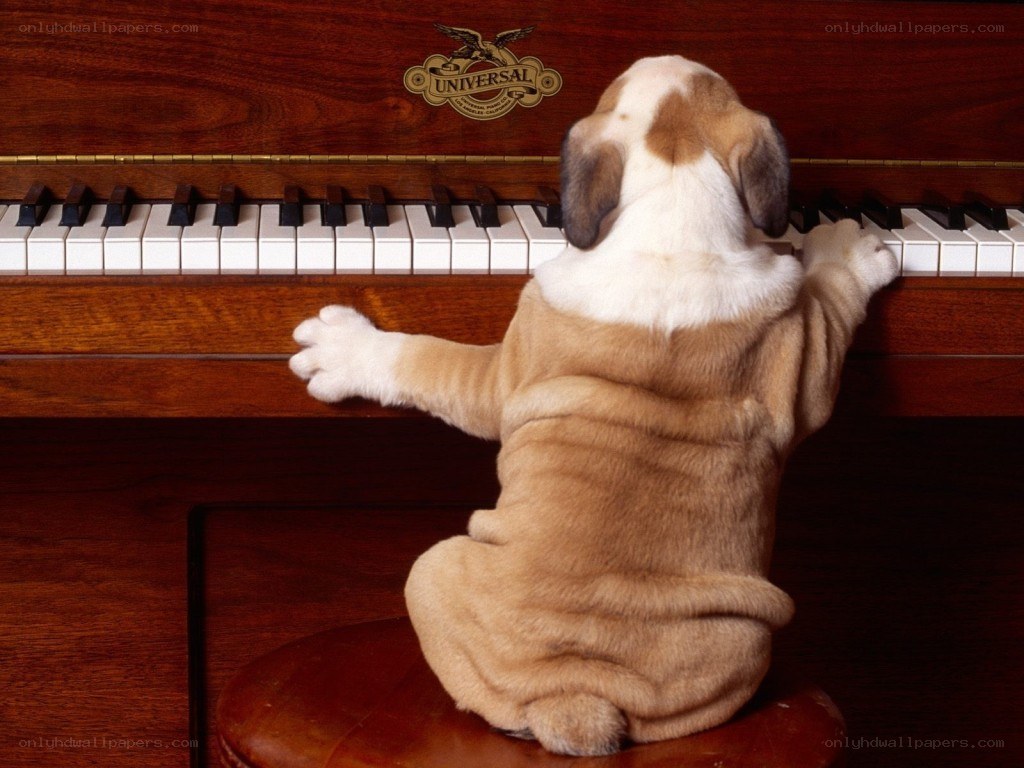 puppy playing piano