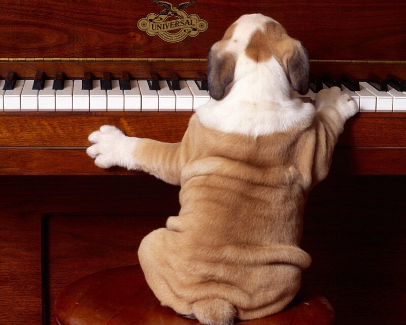 Puppy Playing Piano — Brown, Playful, Photograph