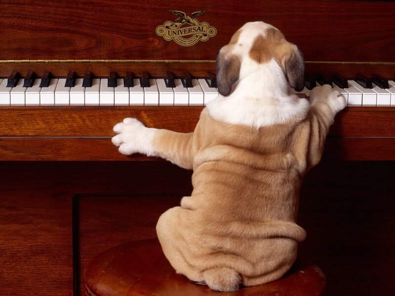 Puppy Playing Piano — Brown, Playful