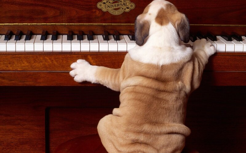 Puppy Playing Piano — Brown