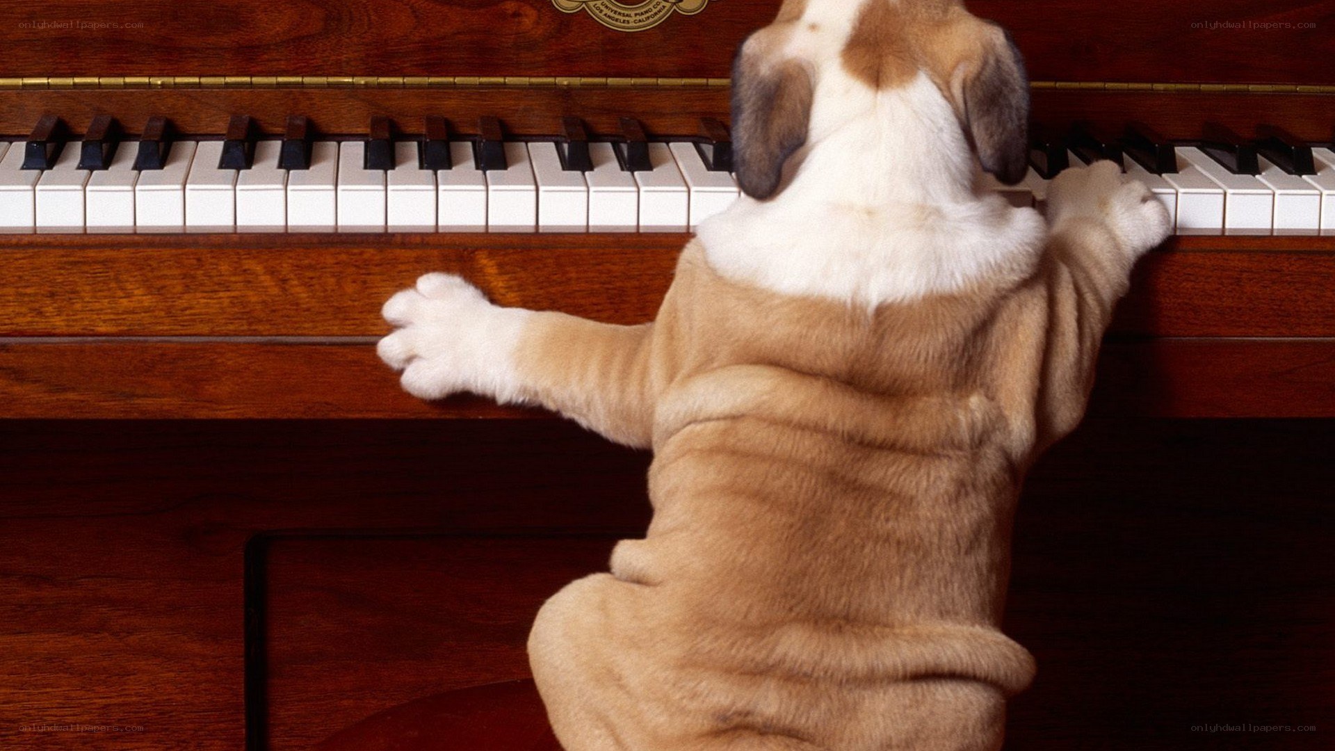 puppy playing piano