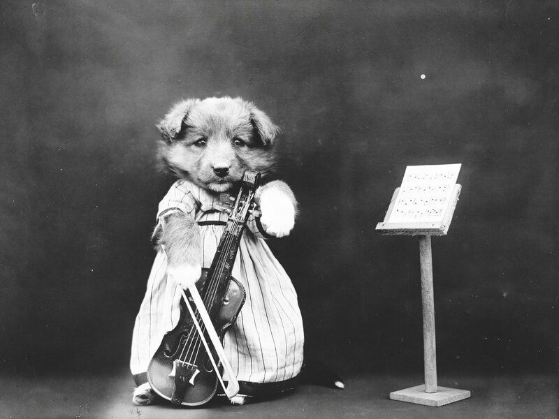 Puppy Playing Violin