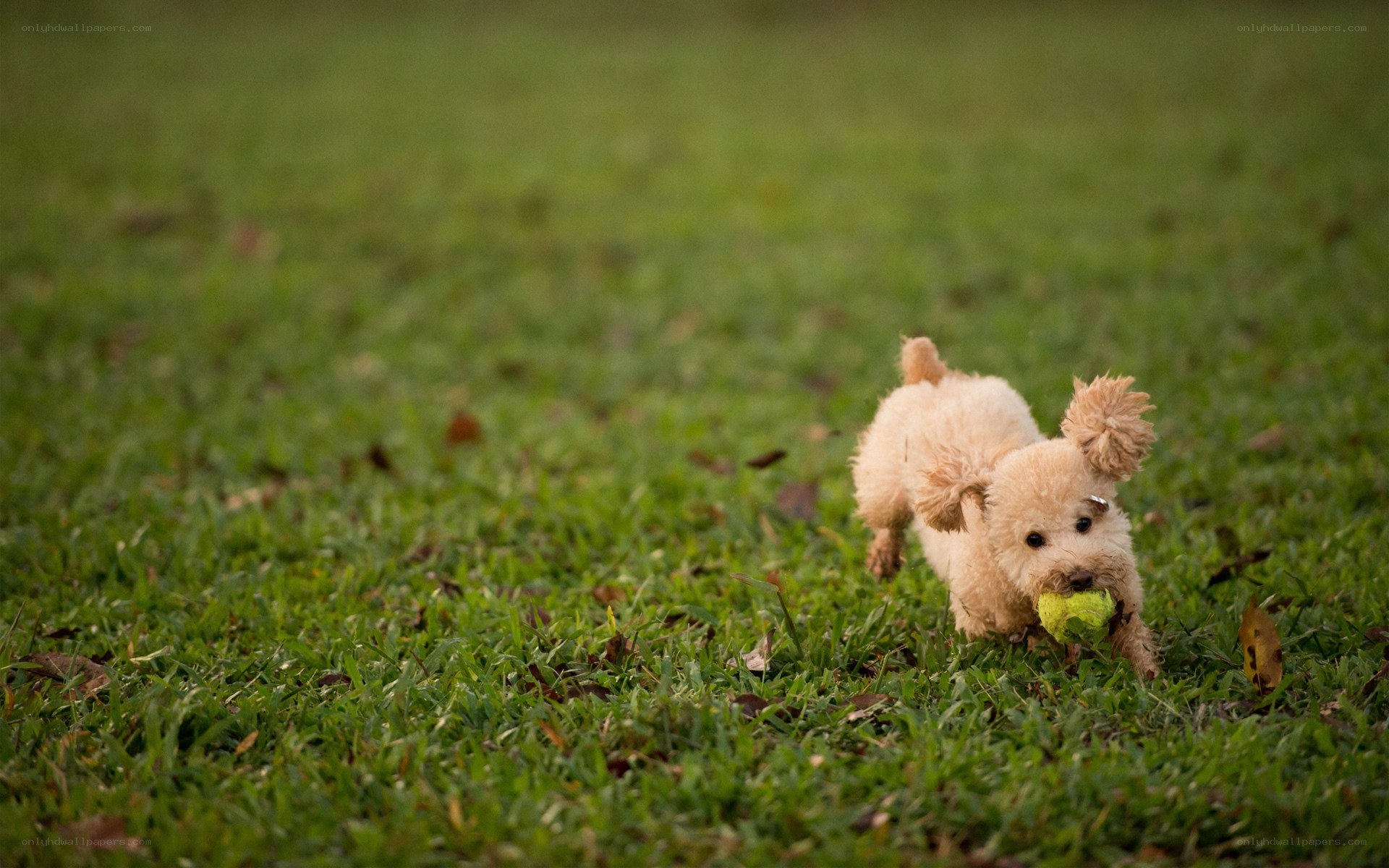 Puppy playing with a ball