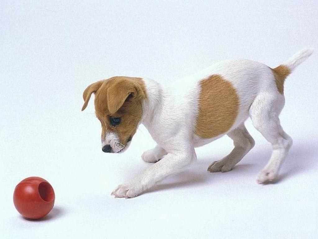 puppy playing with a ball