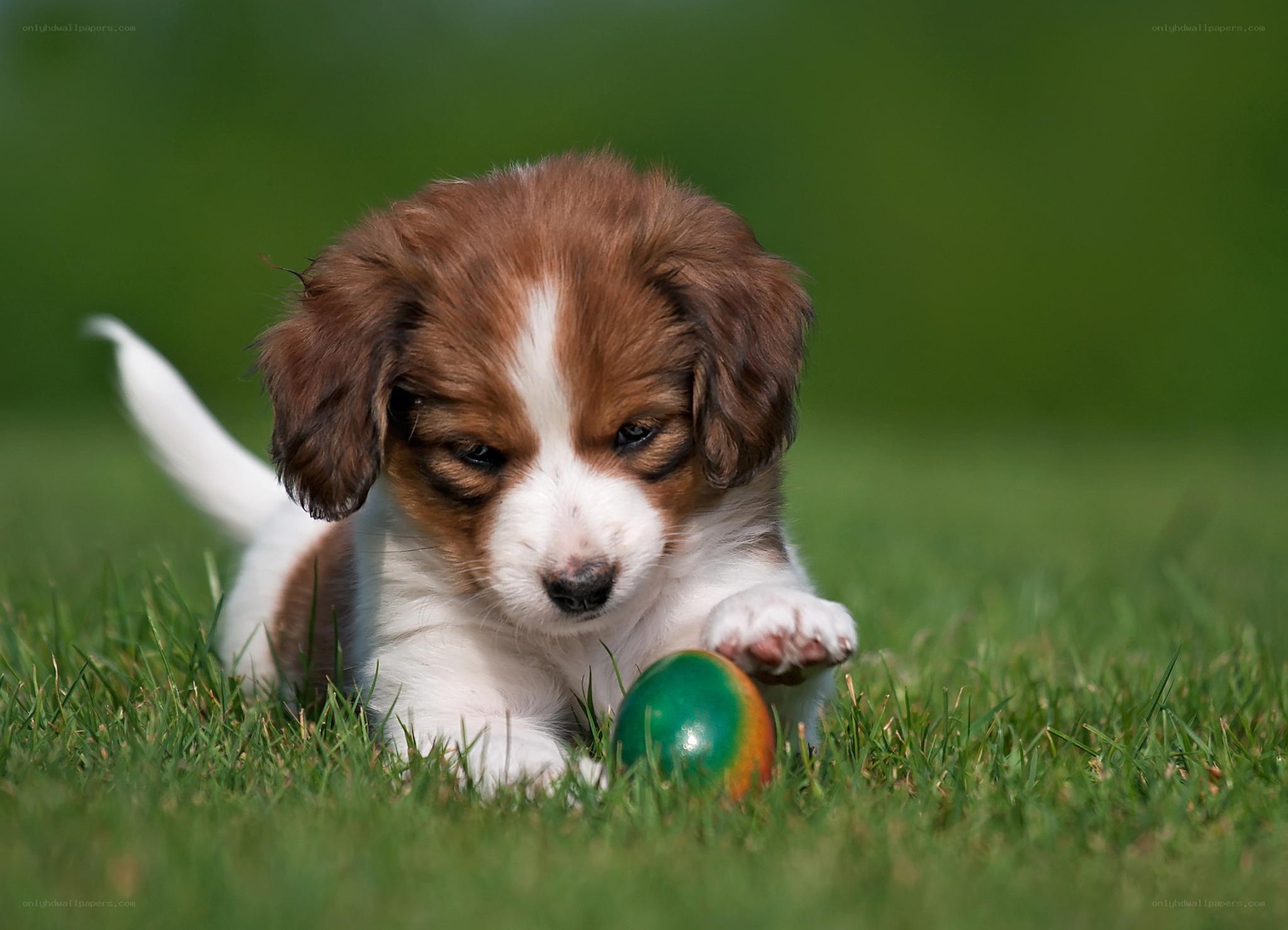 Puppy playing with a ball