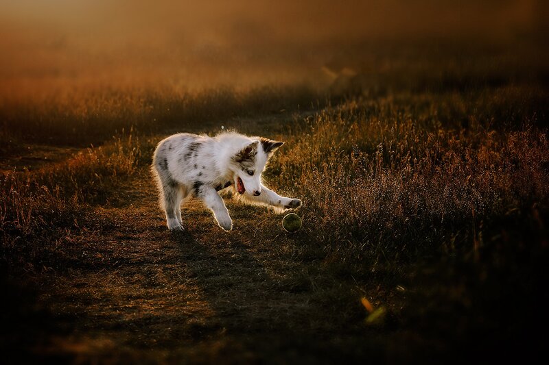 Puppy Playing with Ball — Brown