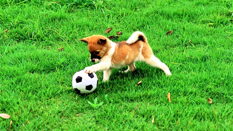 Puppy Playing with Ball — Green, Playful, Afternoon, Photograph, Grass