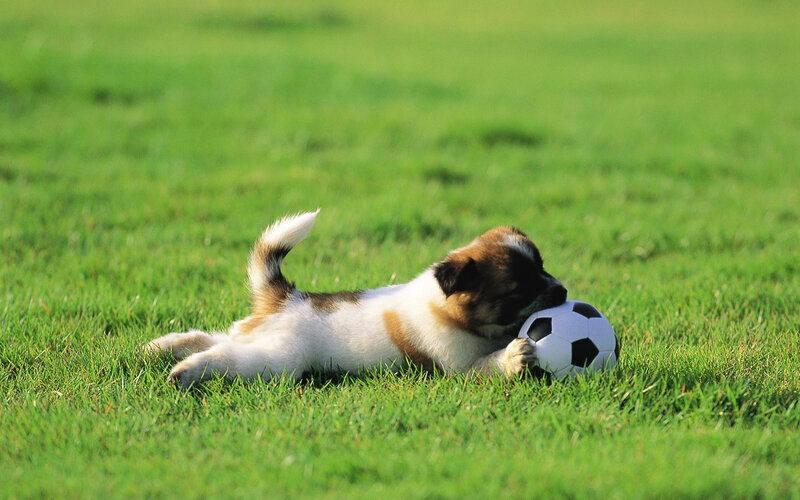 Puppy Playing with Ball — Green, Playful, Afternoon