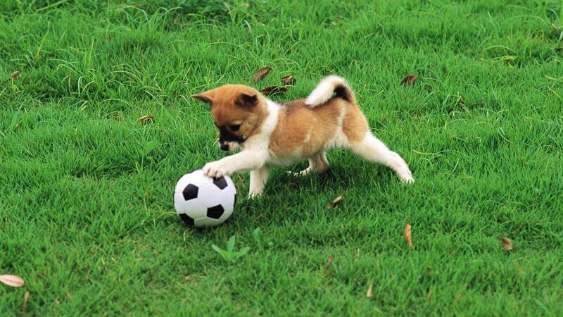 Puppy Playing with Ball