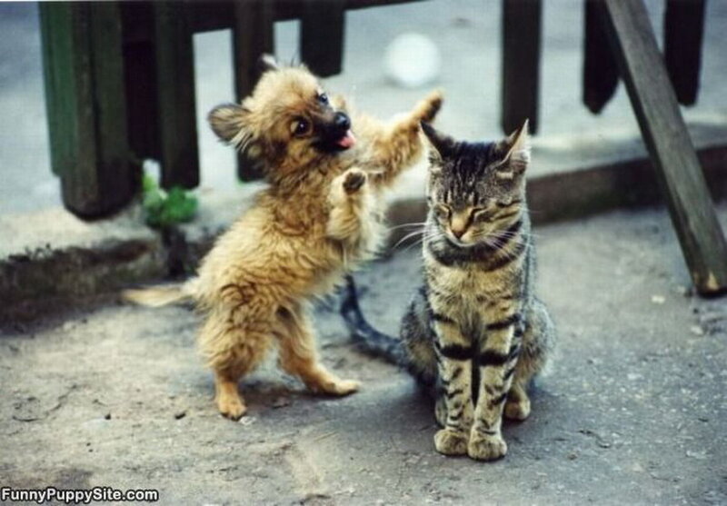 Puppy Playing with Cat
