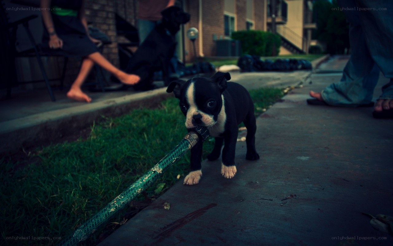 puppy playing with hose