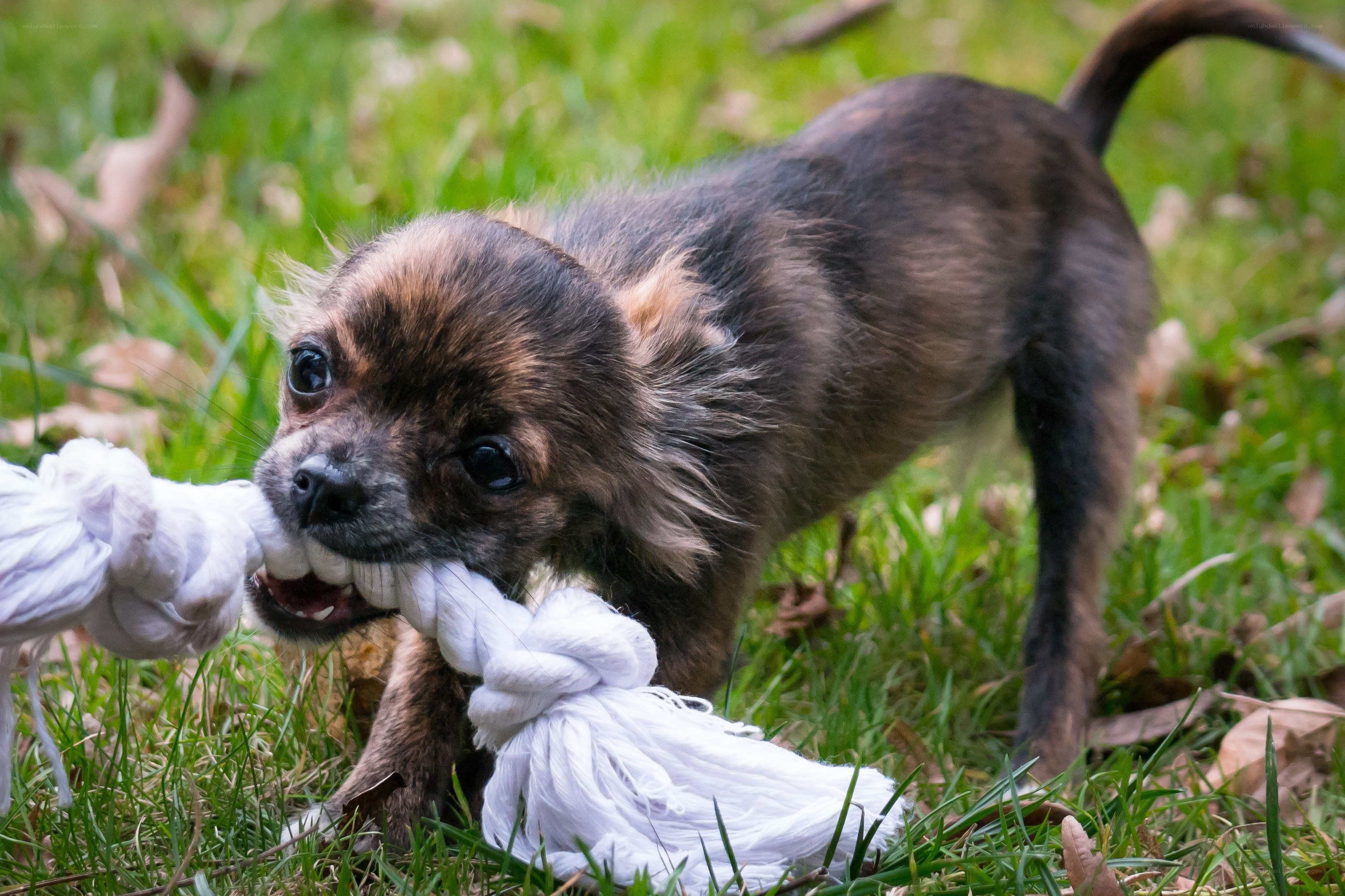 Puppy playing with rope toy