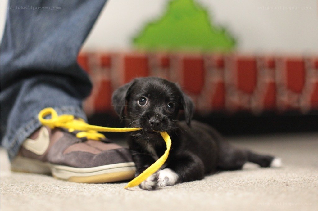 puppy playing with shoelace