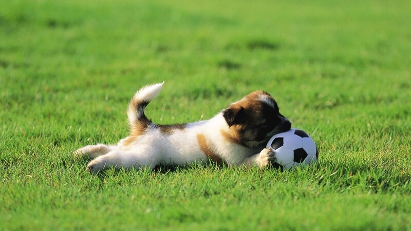 puppy playing with soccer ball