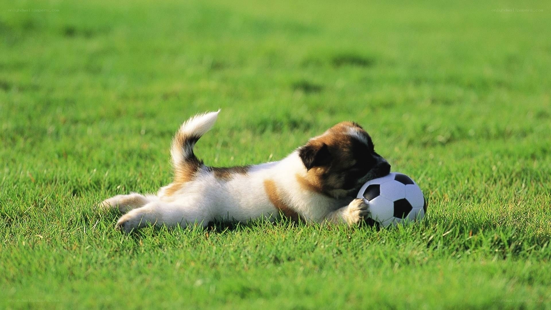puppy playing with soccer ball