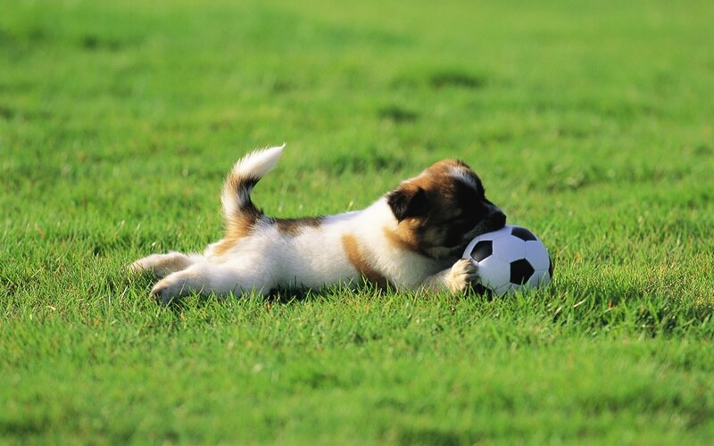 Puppy playing with soccer ball