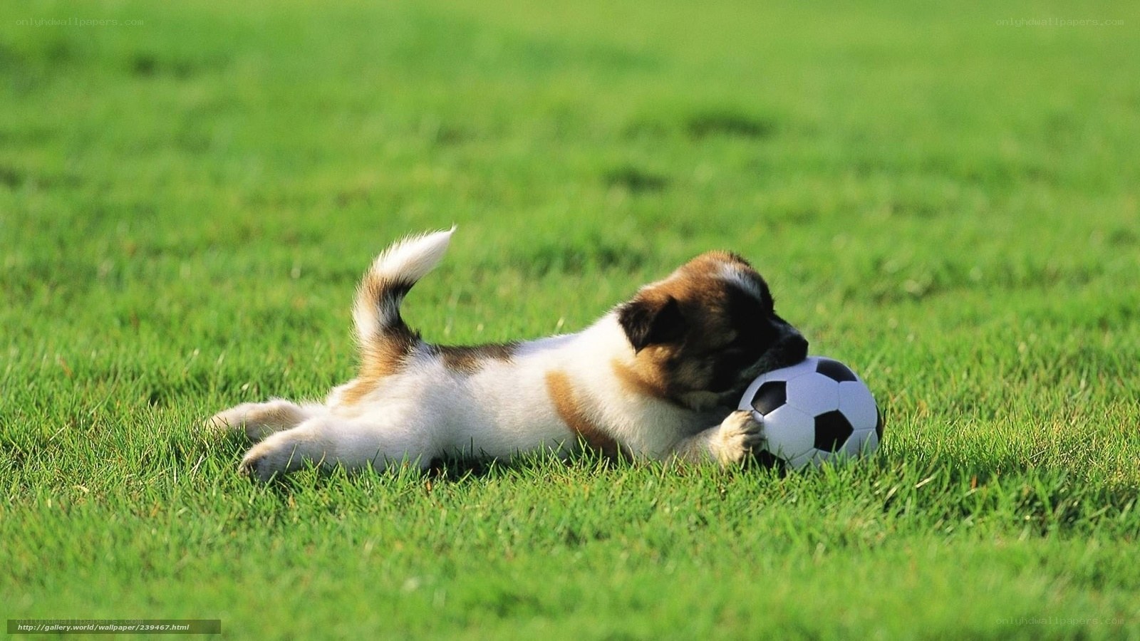 puppy playing with soccer ball
