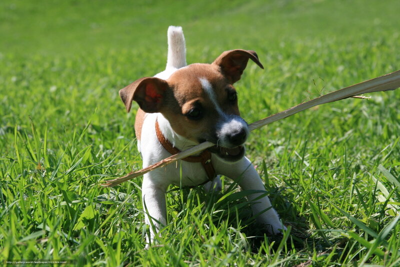 puppy playing with stick
