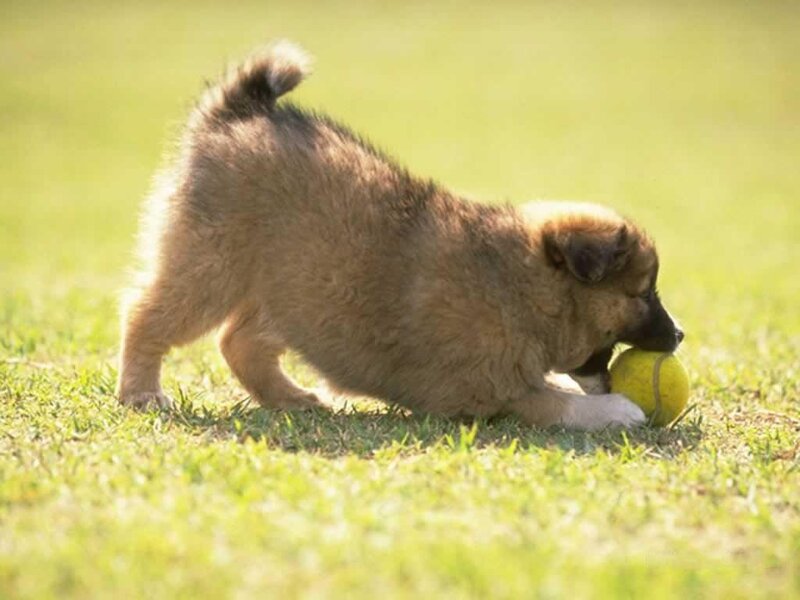 puppy playing with tennis ball