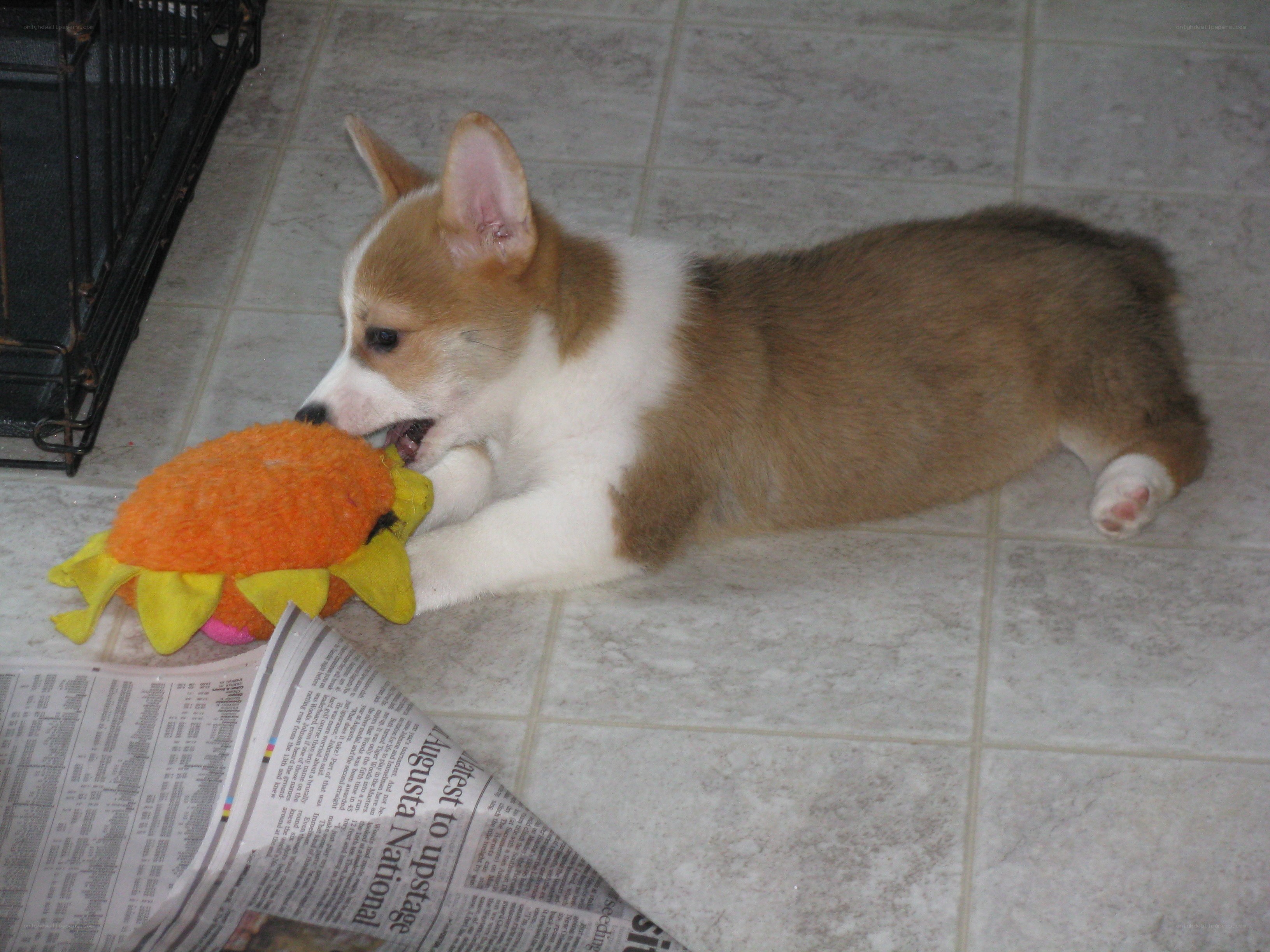 puppy playing with toy