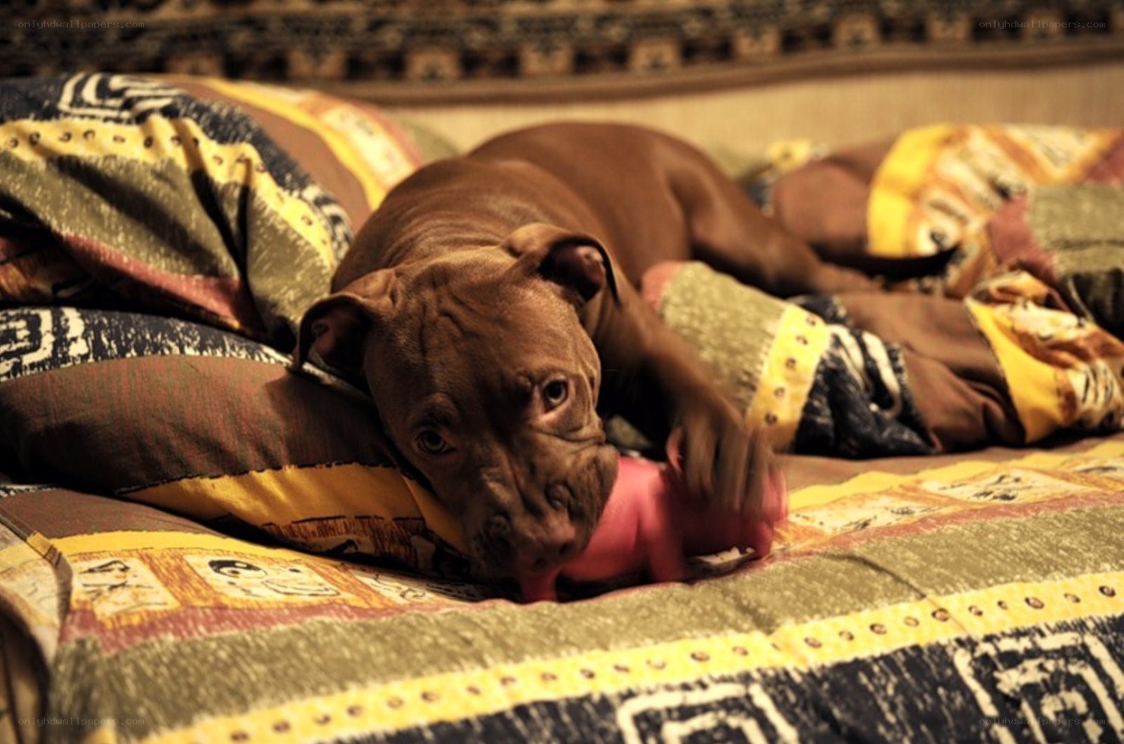 Puppy playing with toy