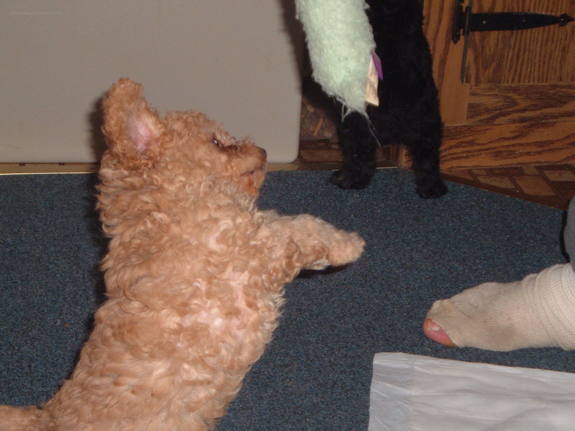 Puppy playing with toy